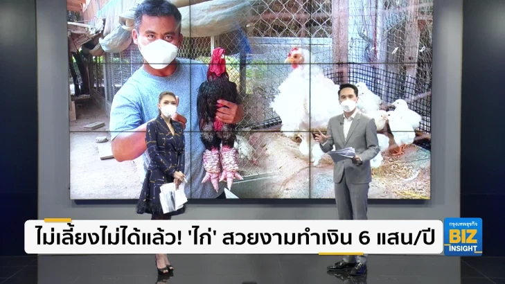 ไม่เลี้ยงไม่ได้แล้ว! ‘ไก่’สวยงามทำเงิน 6 แสน/ปี