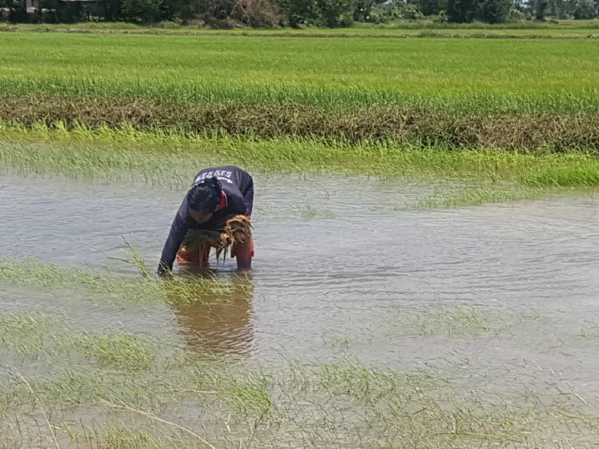 รายงานราคาข้าวขายส่งตลาดกรุงเทพฯ (สมาคมโรงสีข้าวไทย) (28 มีนาคม 2565)