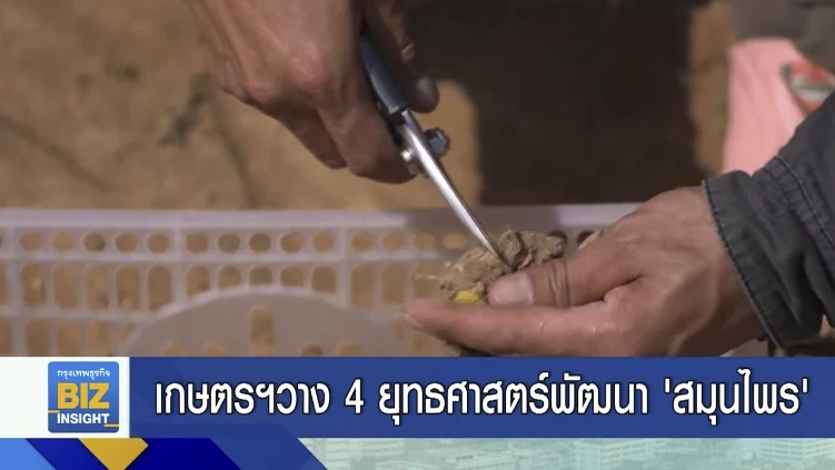 เกษตรฯวาง 4 ยุทธศาสตร์พัฒนา ‘สมุนไพรไทย’
