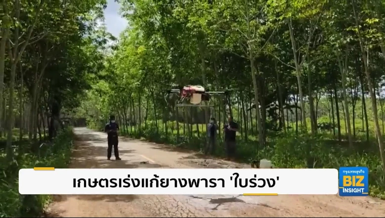 เกษตรเร่งแก้ยางพารา ‘ใบร่วง’ พบมากใน 3 จังหวัดใต้