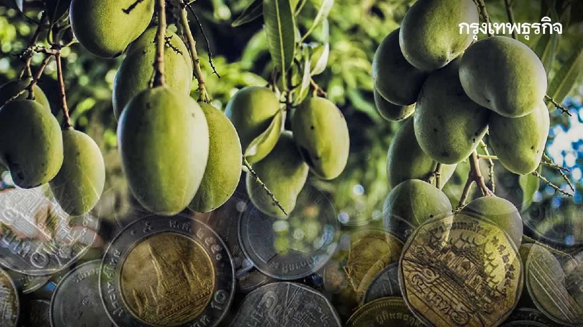 "มะม่วง" มีตำหนิคัดออก! ชาวสวน 3 จังหวัด ขนเททิ้ง-วอนรัฐช่วย