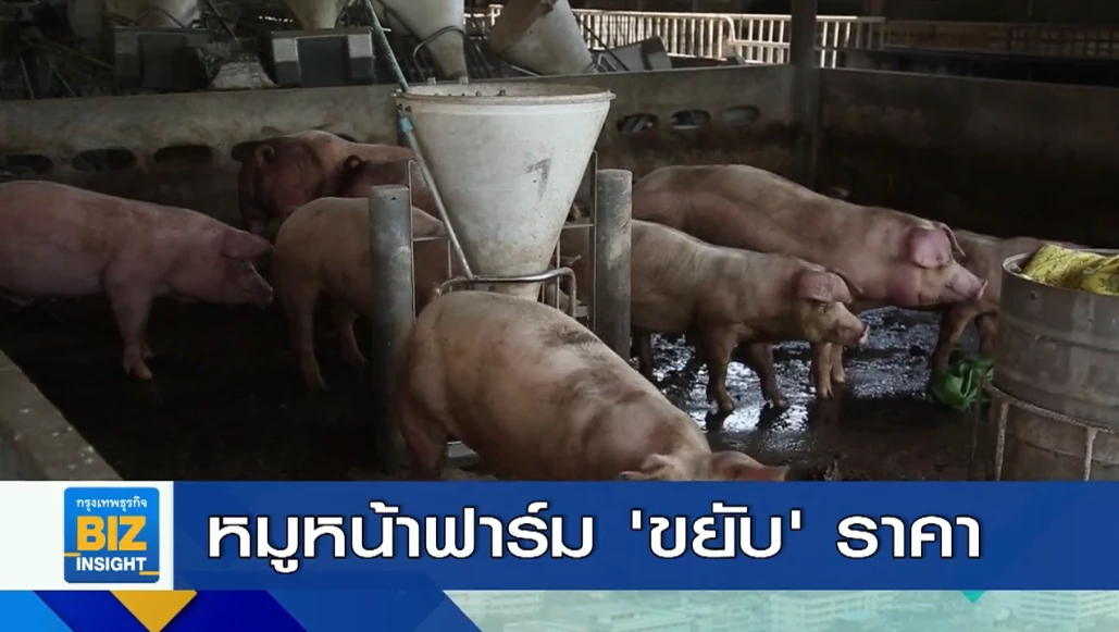สุกรขุนหน้าฟาร์ม ‘ขยับ’ ราคาขึ้นเล็กน้อย