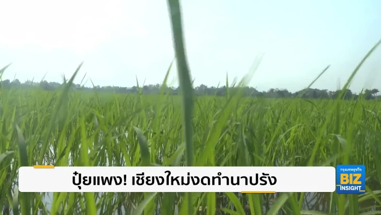 ปุ๋ยแพง! เชียงใหม่งดทำนาปรัง ไม่คุ้มการลงทุน