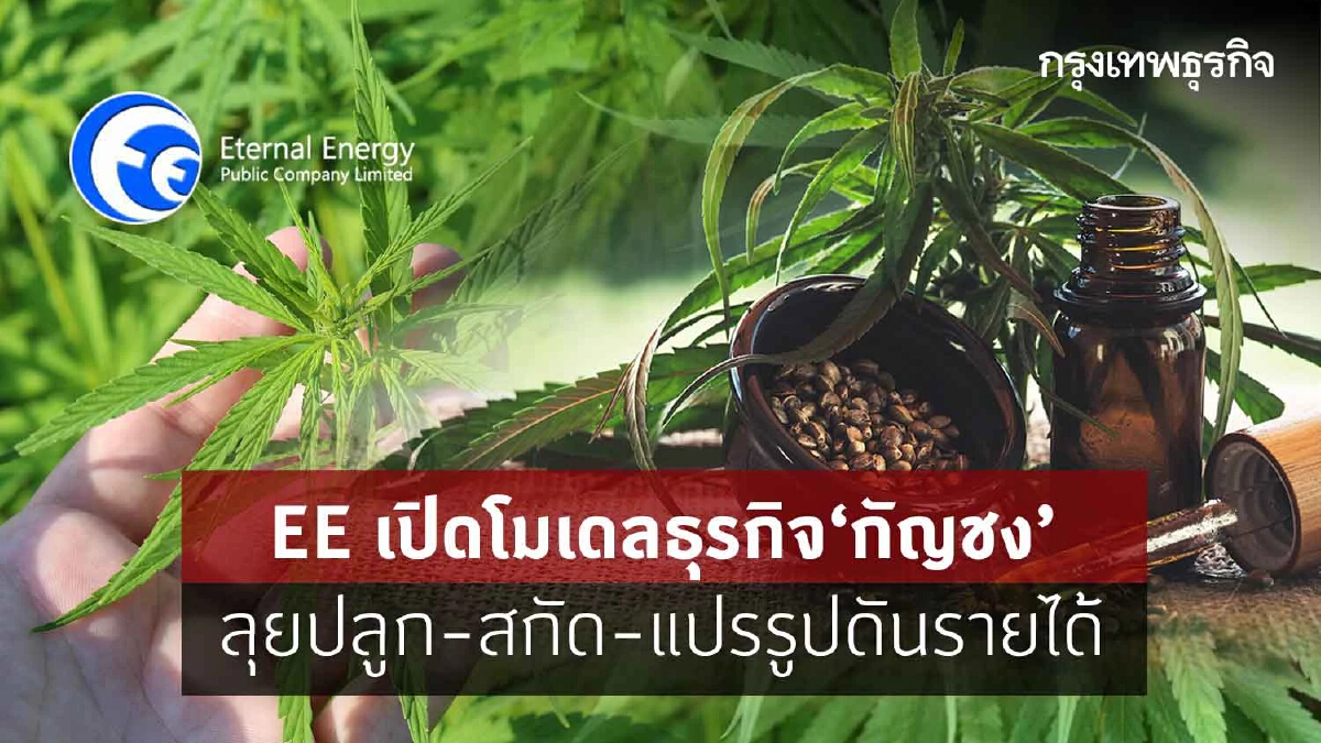 EE เปิดโมเดลธุรกิจ “กัญชง” ลุยปลูก-สกัด-แปรรูปดันรายได้ปี 66