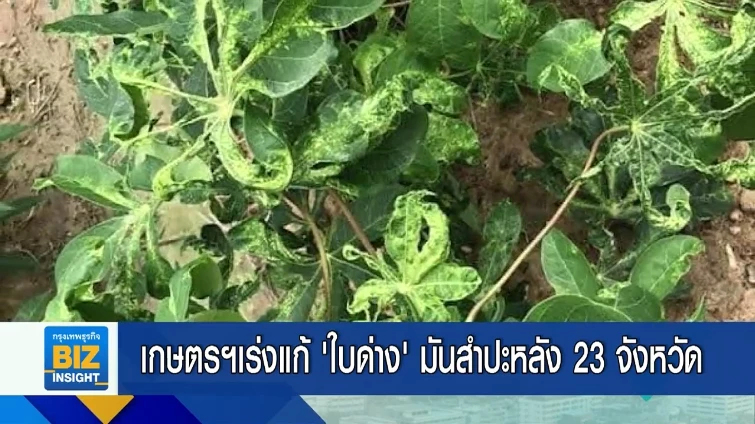 เกษตรฯเร่งแก้ ‘ใบด่าง’ มันสำปะหลัง 23 จังหวัด