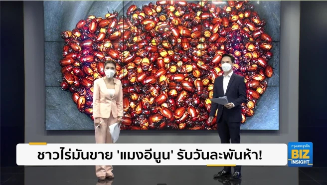 ชาวไร่มันขาย ‘แมงอีนูน’ รับวันละพันห้า!