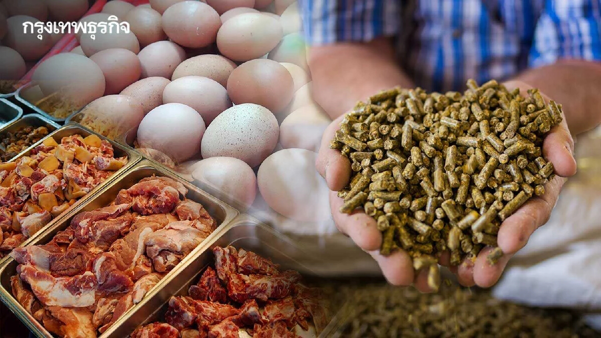 แก้อาหารสัตว์แพงไม่คืบ ดันไข่-หมูขึ้นราคา จี้ “จุรินทร์” เร่งเคลียร์ปัญหา