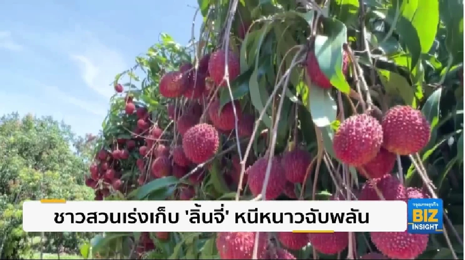 ชาวสวนเร่งเก็บ ‘ลิ้นจี่’ หนีหนาวฉับพลัน