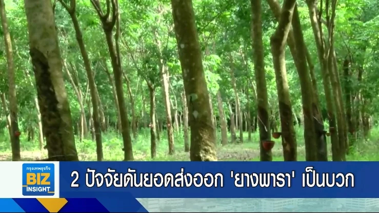 2 ปัจจัยดันยอดส่งออก ‘ยางพารา’ เป็นบวก