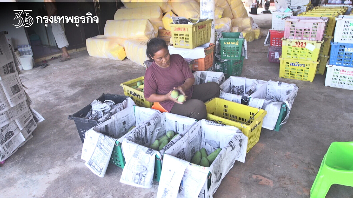 ข้าวเหนียวมะม่วง ฟีเวอร์ พิจิตรแหล่งปลูกใหญ่สุดของภาคเหนือยังไม่ขยับราคา