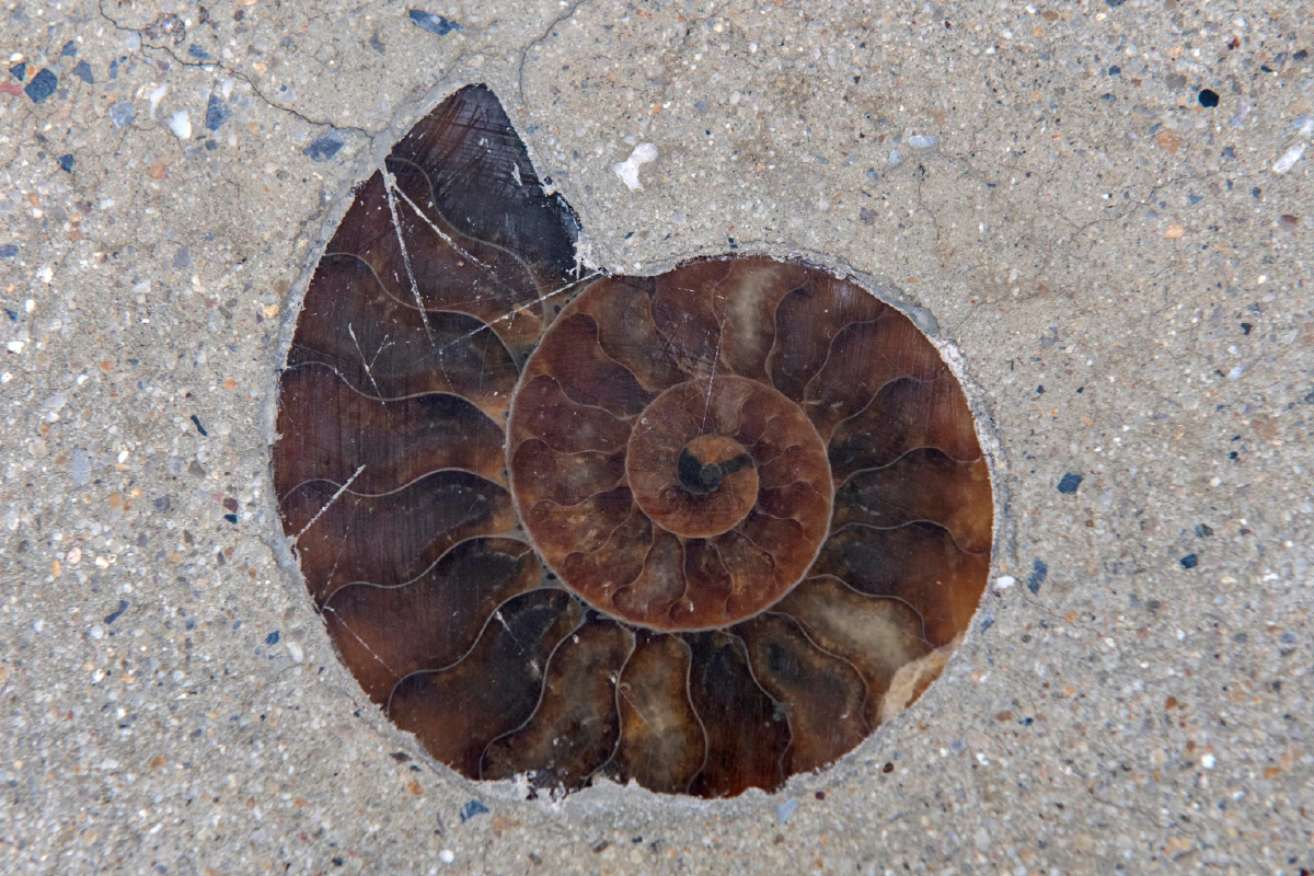 ผู้เชี่ยวชาญยืนยันฟอสซิลแอมโมไนต์ 66 ล้านปี กลางสยามสแควร์