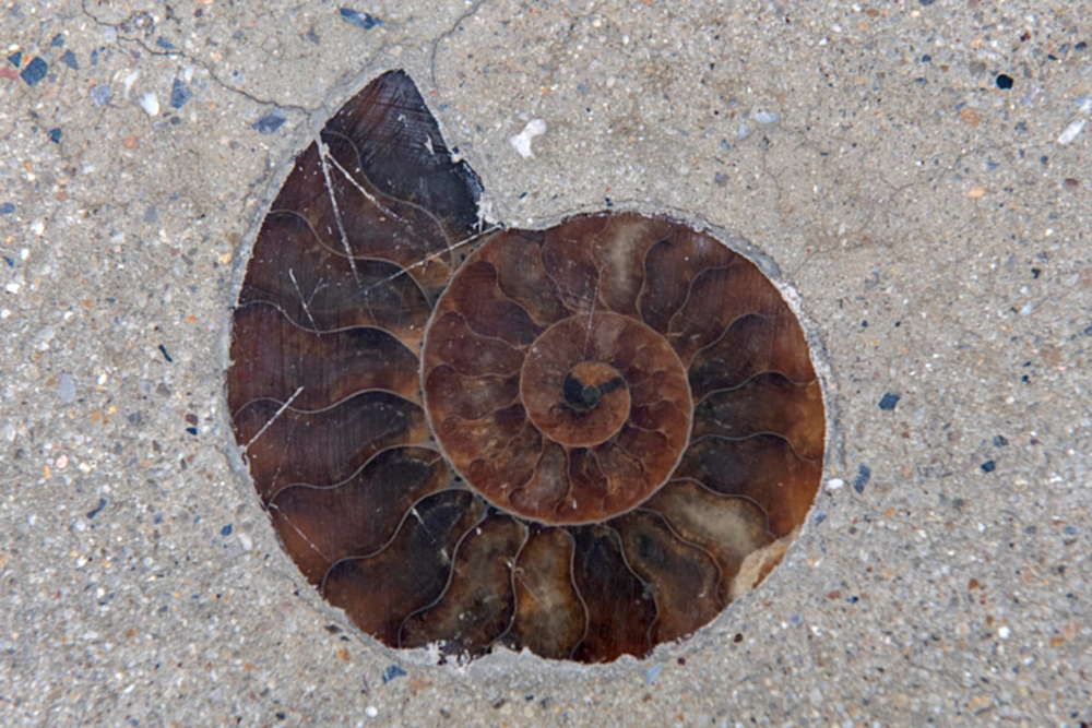 ผู้เชี่ยวชาญยืนยันฟอสซิลแอมโมไนต์ 66 ล้านปี กลางสยามสแควร์