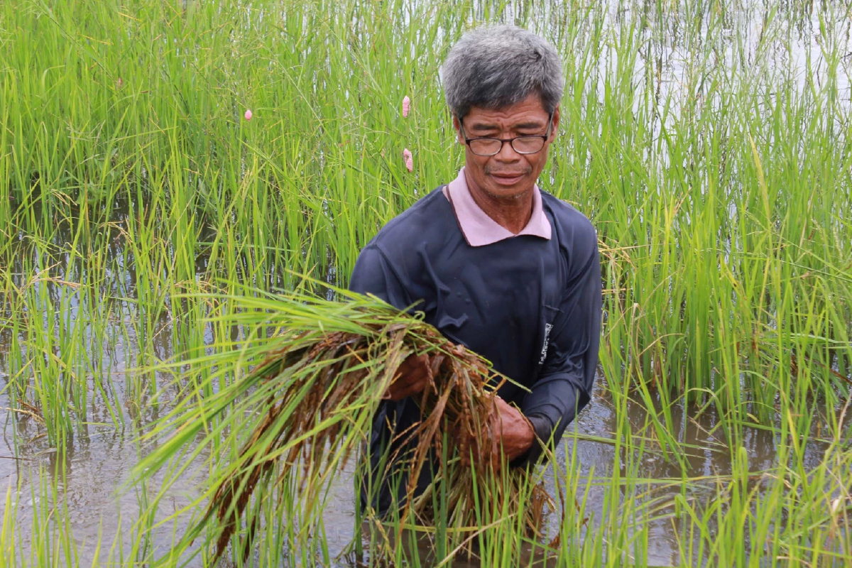 รายงานราคาข้าวขายส่งตลาดกรุงเทพฯ (สมาคมโรงสีข้าวไทย) (10 พฤษภาคม 2565)