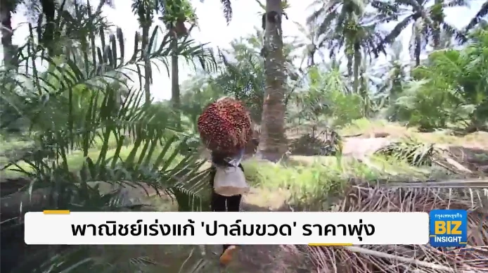 พาณิชย์เร่งแก้ ‘ปาล์มขวด’ ราคาพุ่งสูง