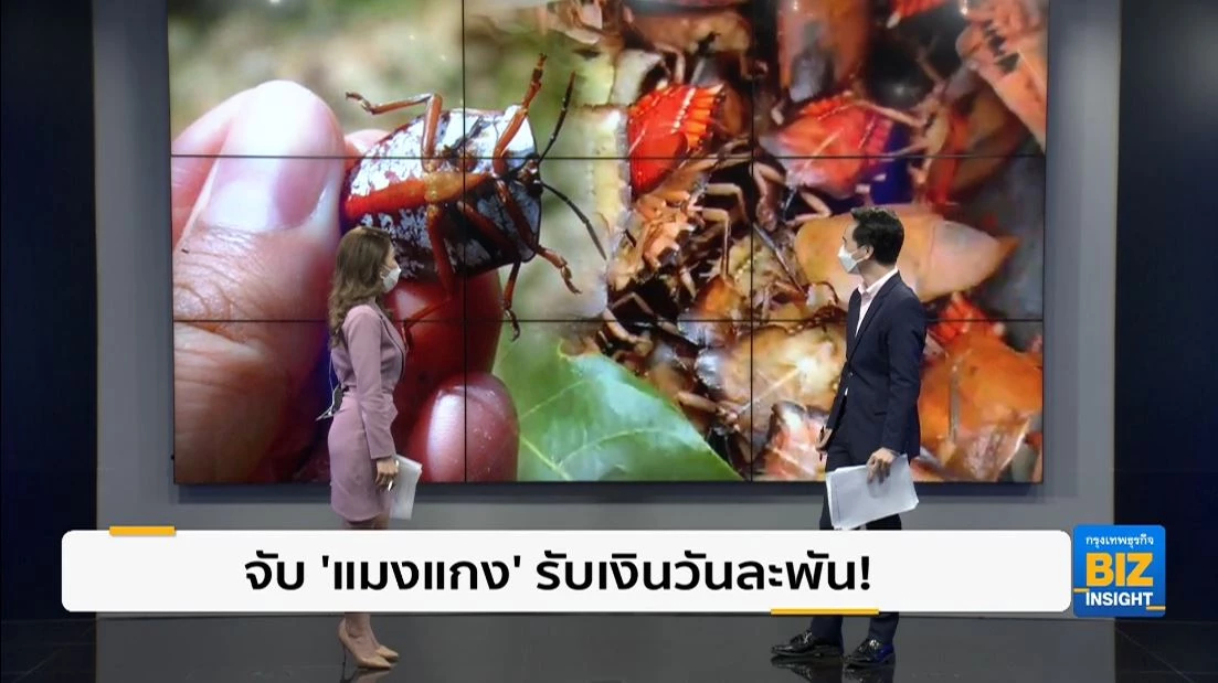 ชาวบ้านจับ 'แมงแกง' ขายรายได้งามรับเงินวันละพัน!