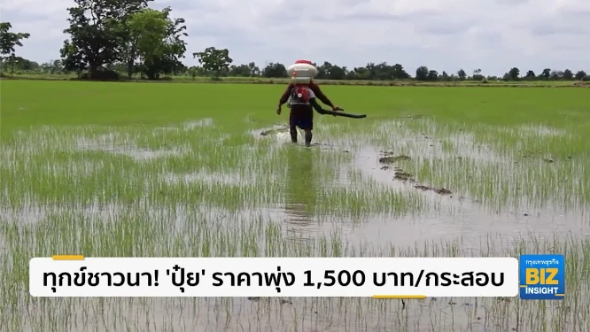 ทุกข์ชาวนา! ‘ปุ๋ย’ ราคาพุ่ง 1,500 บาท/กระสอบ