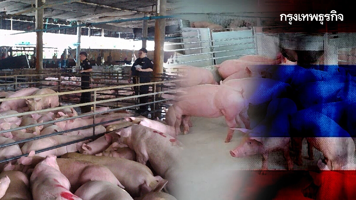 อันตราย" หมู ลักลอบ" เสี่ยงสารตกค้าง นำโรคเข้าไทย ซ้ำเติมเกษตรกร