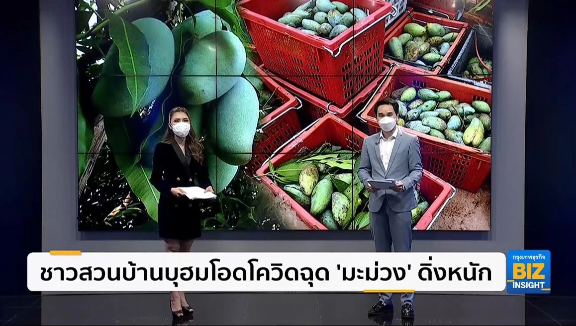 ชาวสวนบ้านบุฮมโอดโควิดฉุดราคา 'มะม่วง' ดิ่งหนัก