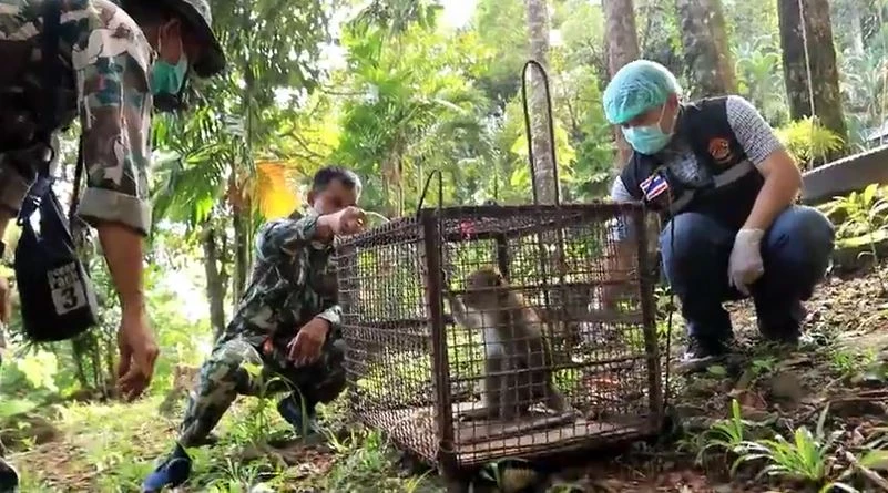 "เกาะช้าง-ปศุสัตว์" สุ่มจับลิงตรวจเลือด หาเชื้อมาลาเรียโนวไซ