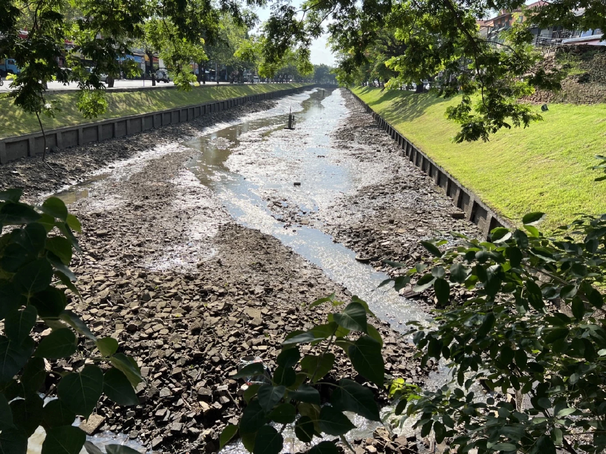 ภาพหาดูยาก "ปลาบิน" ในคูเมืองเชียงใหม่