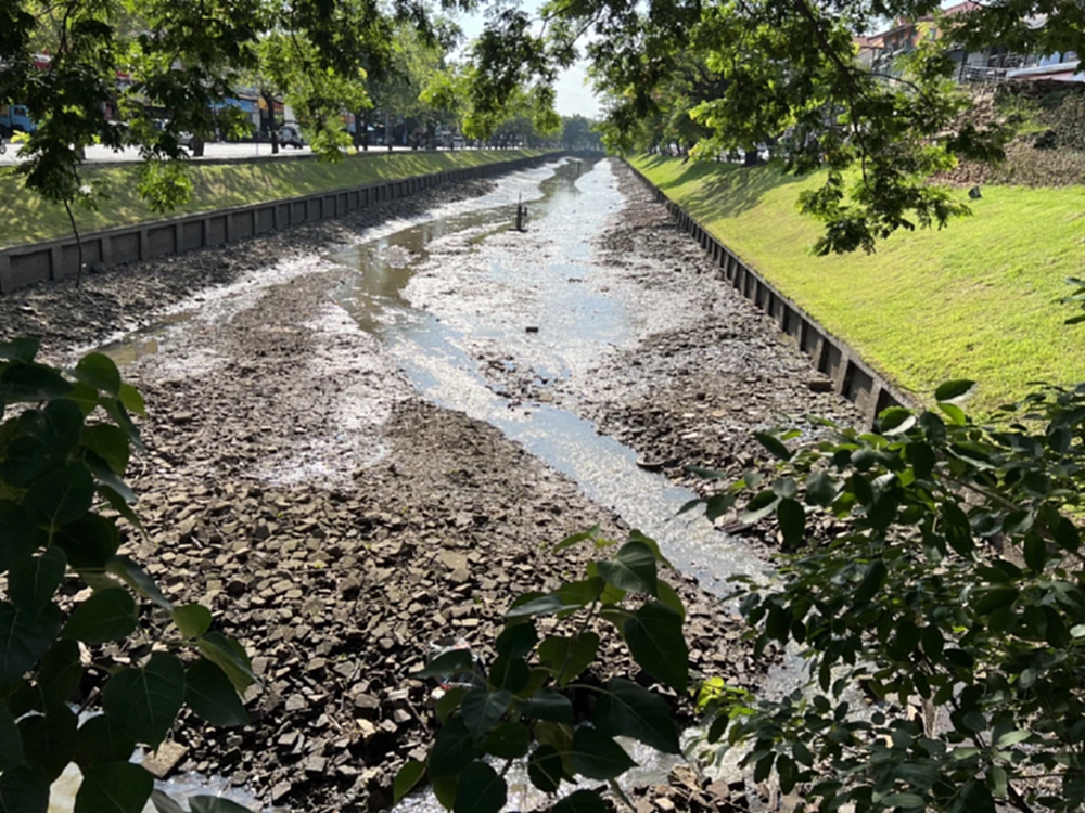 ภาพหาดูยาก "ปลาบิน" ในคูเมืองเชียงใหม่