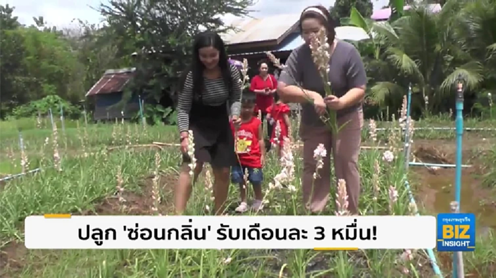 ปลูก ‘ซ่อนกลิ่น’ รับเดือนละ 3 หมื่นบาท!