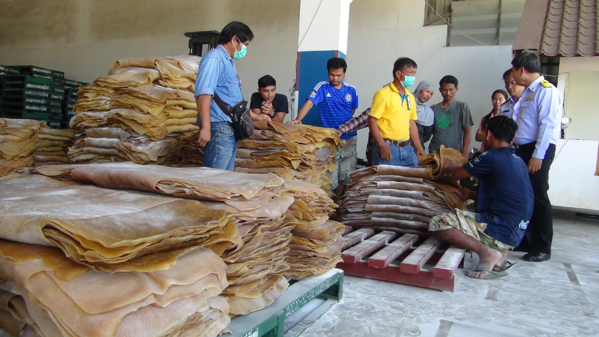 ราคายางพารา (การยางแห่งประเทศไทย) ประจำวันที่ 15 มิถุนายน 2565