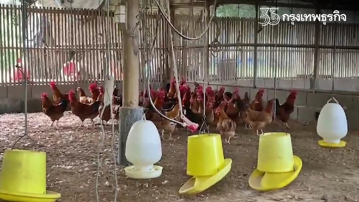 ได้ผลดี! เลี้ยงไก่ด้วย "กัญชา" เป็นโรคน้อย-เนื้อนุ่ม ลุยต่อยอดเพิ่มมูลค่า