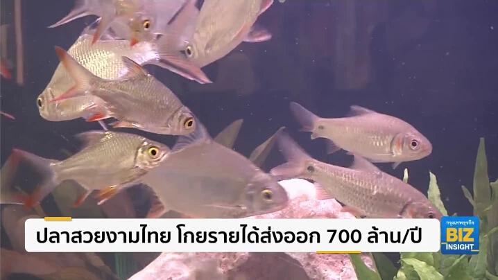 ปลาสวยงามไทยกวาดรายได้ 700 ล้านบาท/ปี