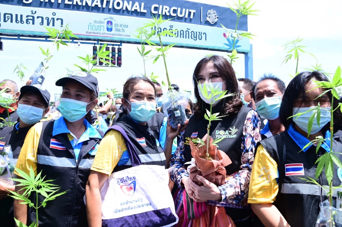 มนัญญา แจกกัญชาครัวเรือนละ 2 ต้น รวม 1 ล้านตัน