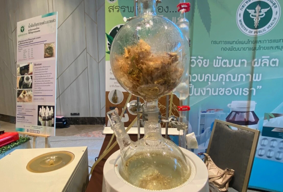 "รากกัญชา"ไม่มีสารTHC เร่งวิจัย "ผงฟู่" แก้ปวด บำรุงร่างกาย
