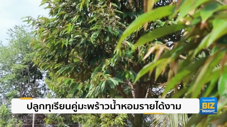 ปลูกทุเรียนคู่มะพร้าวน้ำหอมรายได้งาม