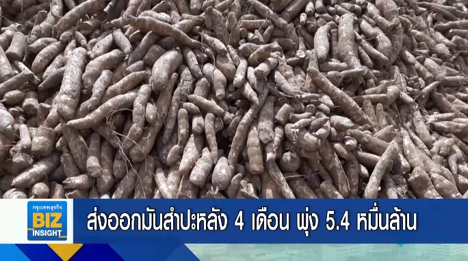 ส่งออกมันสำปะหลัง 4 เดือน พุ่ง 5.4 หมื่นล้าน