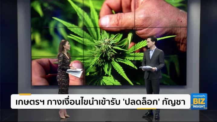 เกษตรฯ กางเงื่อนไขนำเข้ารับ ‘ปลดล็อค’ กัญชา