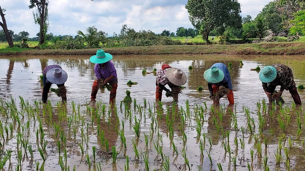 แจงโครงการลดต้นทุนการผลิต กรมการข้าวของบฯพุ่ง 1.5 หมื่นล้าน