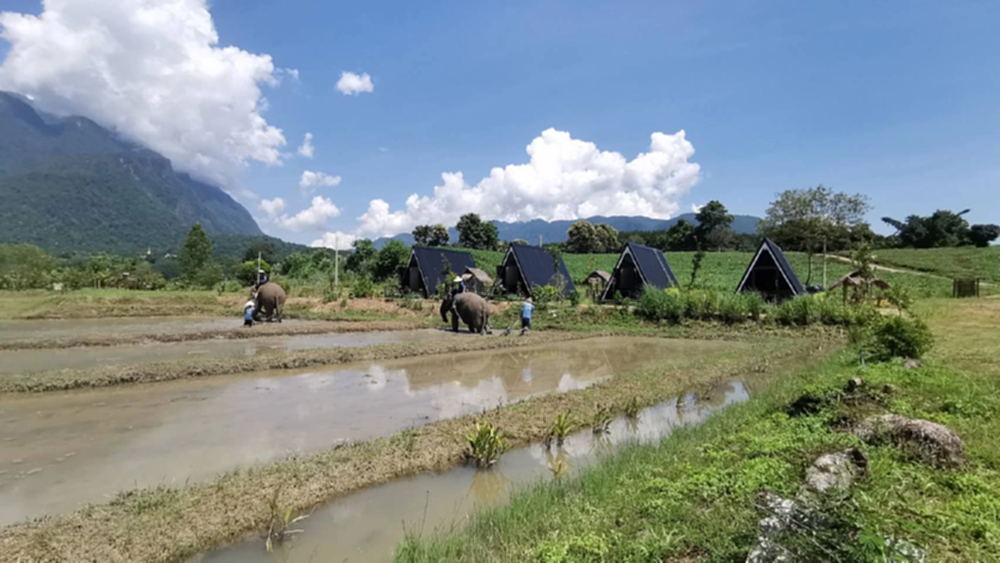 จ้างช้างไถนา ค่าตัวเชือกละ 1.5 หมื่นบาท ต่อยอดแหล่งท่องเที่ยวเชิงอนุรักษ์