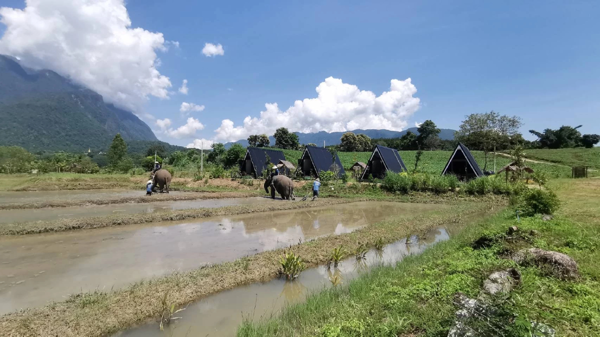 จ้างช้างไถนา ค่าตัวเชือกละ 1.5 หมื่นบาท ต่อยอดแหล่งท่องเที่ยวเชิงอนุรักษ์