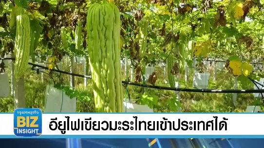 อียูไฟเขียวมะระไทยเข้าประเทศได้อีกครั้ง