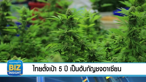 ไทยตั้งเป้าภายใน 5 ปี ​เป็นฮับกัญชงอาเซียน