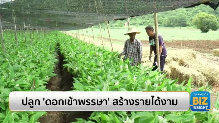 ปลูก ’ดอกเข้าพรรษา’ สร้างรายได้งดงาม!