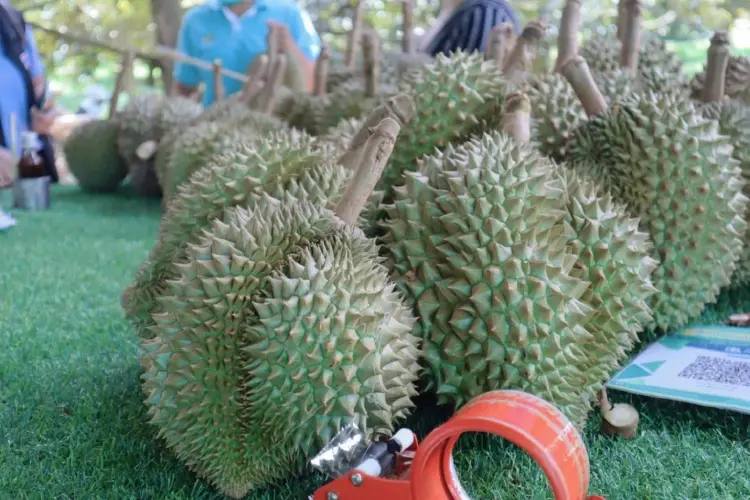 “พาณิชย์”ยัน “ทุเรียนภูเขาไฟ” ราคายังดี ซื้อขายกิโลกรัมละ 120-140 บาท
