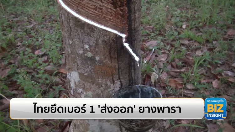 ไทยยึดเบอร์ 1 ‘ส่งออก’ ยางพารา 2,190,065 ตัน