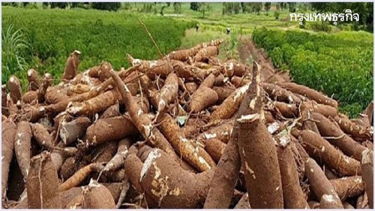 พาณิชย์ถก 4 สมาคมมันฯ คาด ปี 65 ส่งออก 11 ล้านตัน จากดีมานด์พุ่งต่อเนื่อง