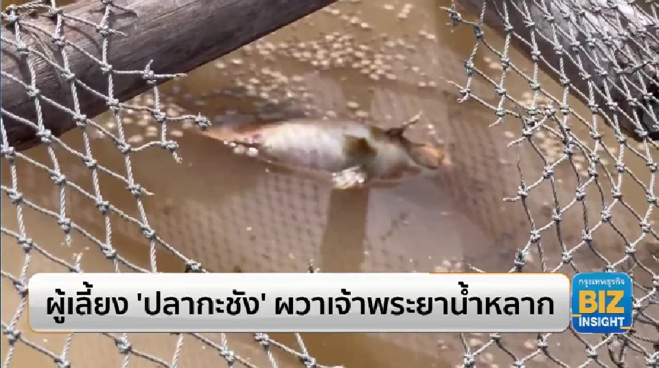 ผู้เลี้ยง ‘ปลากะชัง’ ผวาเจ้าพระยาน้ำหลาก
