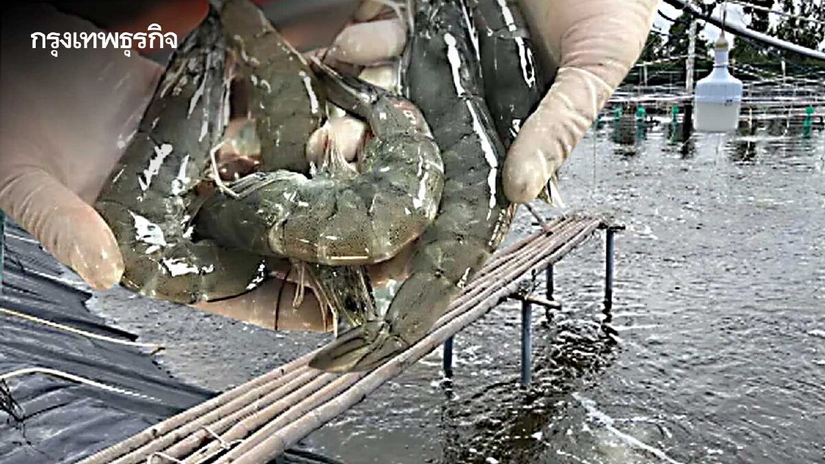 “เกษตรกร”เร่งรัฐเพิ่มผลผลิตกุ้ง ดันเป้า 4 แสนตัน-ทบทวนเปิดนำเข้า
