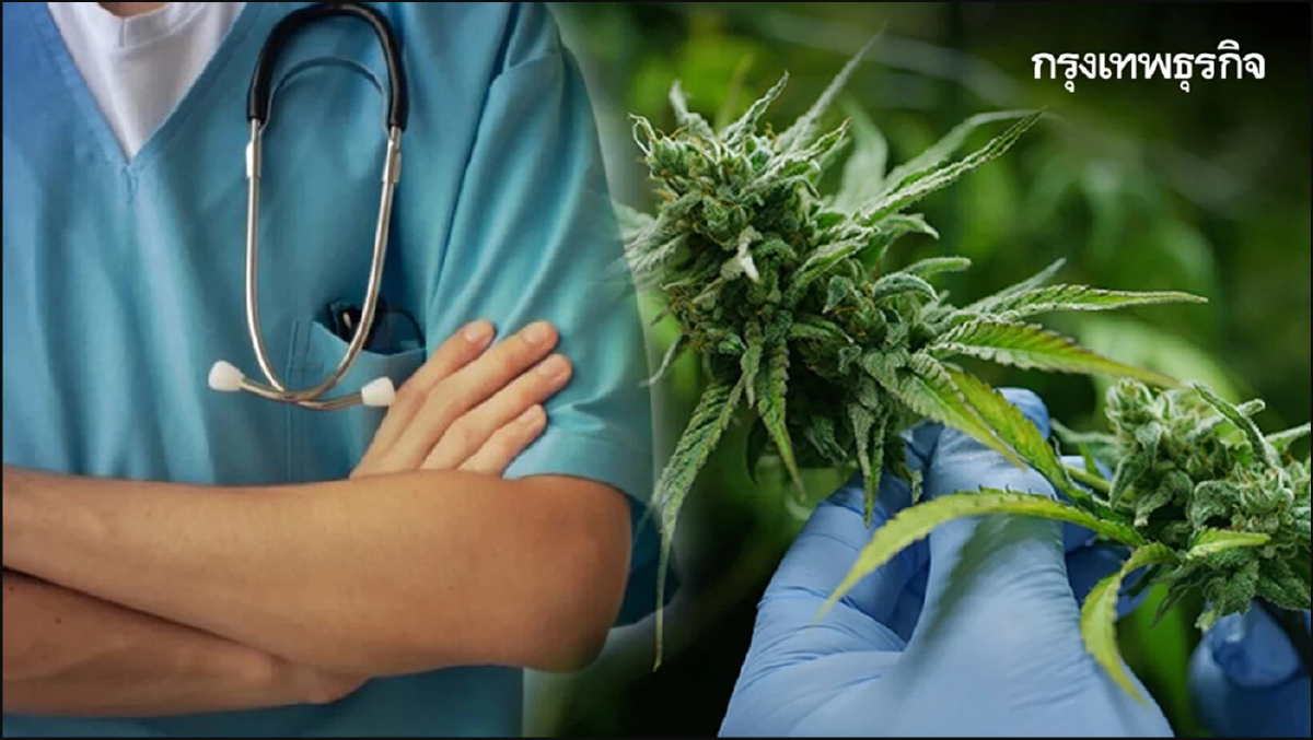 1,363 แพทย์ทั่วประเทศ เรียกร้องรัฐบาลปิดกัญชาเสรี ในสภาวะสุญญากาศทันที