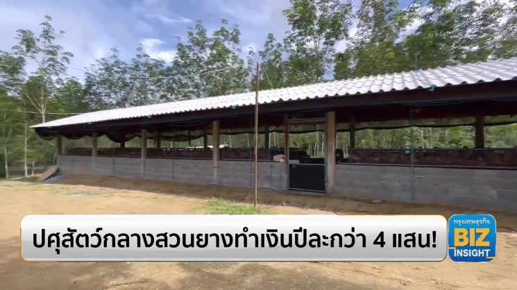 ปศุสัตว์กลางสวนยางทำเงินปีละกว่า 4 แสน!
