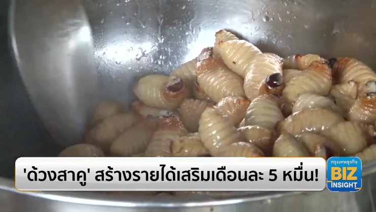 ‘ด้วงสาคู’ โกยรายได้เสริมเดือนละ 5 หมื่น!