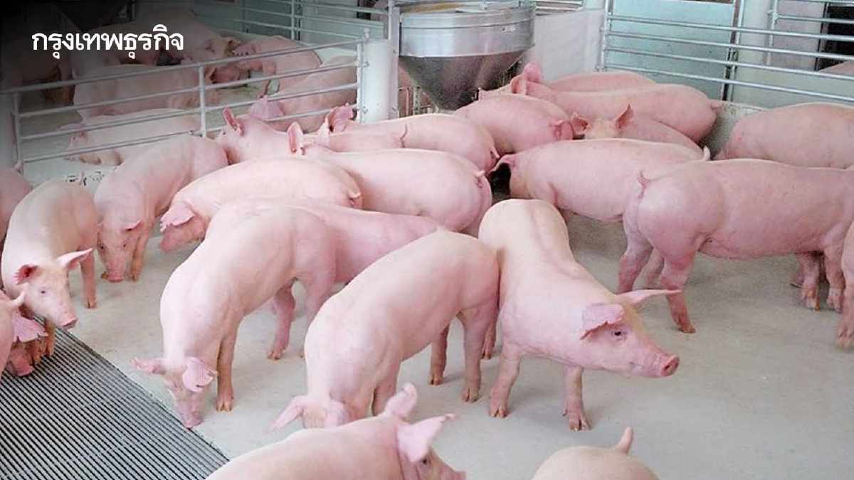 ฉะเชิงเทรา รอฟื้นฟาร์มสุกร     รับบริโภคในอีอีซีเพิ่ม