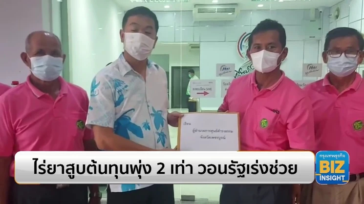 ไร่ยาสูบต้นทุนพุ่ง 2 เท่า วอนรัฐเร่งช่วย